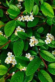 Check spelling or type a new query. Green Leaves Background With Small Stock Image Colourbox