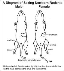 Afrma Sexing 101 Sexing Rats And Mice Baby Rats Pet Mice Pet Rats
