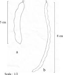 Image result for Bobgunnia madagascariensis