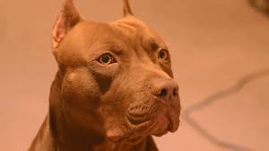 If you buy through links on this page,. Pitbull Locking Jaws Myth Or Truth Video Dailymotion