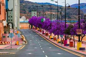 أمانة عسير تجمل أبها بأكثر من 99 ألف زهرة موسمية خلال أسبوع جريدة الوطن