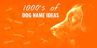 Want to give your new pet a hilarious name? 1000 S Of Dog Names For New Puppy Owners Dog Name Center