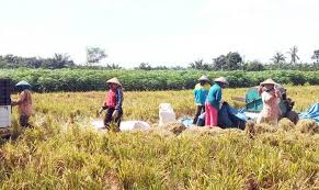 Kirab seribu ingkung, wujud syukur petani jepara panen padi tiga kali setahun. Petani Di Lampung Utara Kembali Tanam Pagi Gogo