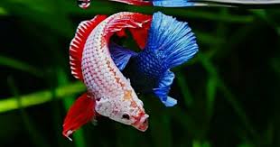 Kita ketahui ada 10 kelompok spesies ikan cupang yang bisa dibudidayakan, bahkan ada 42 jenis ikan cupang. Cara Budidaya Ikan Cupang Hias Yang Benar Khusus Pemula Hobinatang