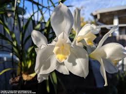 Image result for Cycnium recurvum