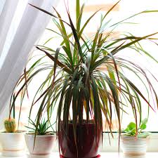 Drachenbaum, (dracaena draco), ein in ostindien, auf den kanarischen inseln, auf dem vorgebirge der guten hoffnung und auch in südeuropa im freien wachsender baum, der vor der blüthe hinsichtlich. Drachenbaum Wie Viel Licht Braucht Die Zimmerpflanze