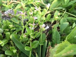 Image result for Rhaptopetalum