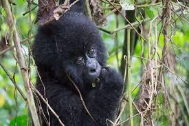 Virunga National Park Democratic Republic Of The Congo Atlas Obscura National Parks Endangered Animals Congo