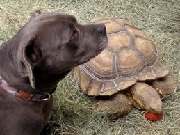 The more commonly available tortoises are the: Dog S Best Friend Tortoise Plays Chase With Pit Bull Terrier Abc News