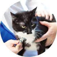 Our affordable cat and dog vaccination clinics offer quality, preventive care to help ensure your pet's health & wellness. Summerville Pet Clinic Pet Vaccines Shots Dog Cat Animal Vet Clinic Trolley Rd Summerville Veterinary Heartworm Flee Vet Veterinarian Hospital Southcarolina Rabies Shots Distemper Heartgard Revolution Bravecto Trifexis Tri Heart Sentinel K9