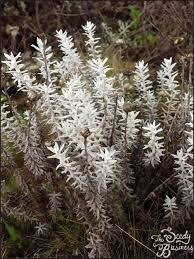 Image result for Helichrysum keilii