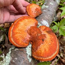 Image result for Pycnosphaera