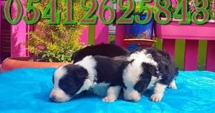 Yavru Border Collie Collie Border Collie