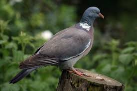 James Barker Wood Pigeon Wood Pigeon Pigeon Pigeon Breeds