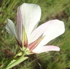 Image result for Hibiscus pusillus