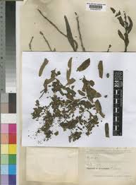 Image result for Agelanthus fuellebornii