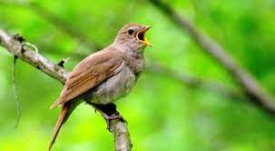 Lovebird jantan dan betina sebenarnya bisa dibedakan dengan beberapa cara mudah. Download Suara Burung Flamboyan Gacor Isian Mp3 Harga