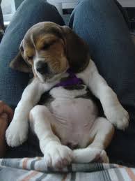 Lots of lemon beagles are born appearing to be almost completely white. Pocket Beagle For Sale In Charlotte Nc