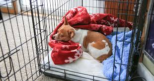 I do all my tutorials on the ps3. How To Crate Train Your Dog Pdsa