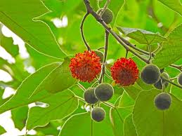 Image result for Broussonetia