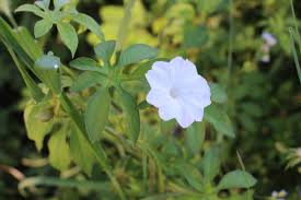 Image result for Ipomoea pes-tigridis