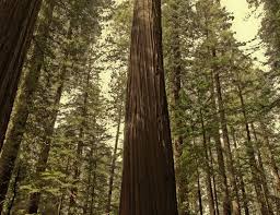 Tall Tree Investment Management