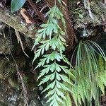 Image result for Asplenium aethiopicum