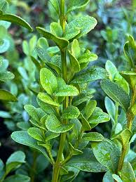 Image result for Buxus
