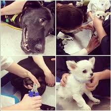 Nait Veterinary Medical Assistant Students Got Some Hands On Training Today By Trimming Nails For The Handsome Sisko And Prince Yeg Ed Medical Assistant Pets Animals