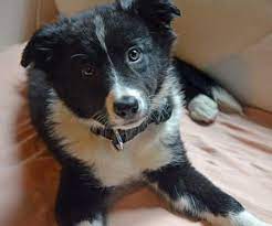 Shira The Border Collie Border Collie Collie Majestic Animals