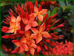 Ixora Flowers Also Commonly Called West Indian Jasmine Florida Flowers Beautiful Flowers Most Beautiful Flowers