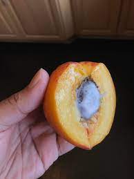 The inside of the saturn peach is white in appearance. This Peach Has White Fuzz Growing On The Inside Mildlyinteresting