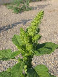 Image result for Amaranthus thunbergii