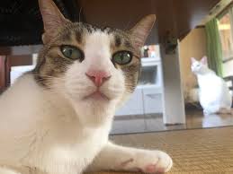 Something these sorry cats have definitely learnt the hard way. 35 Times Cats Were Stung By Bees We Can T Decide Whether To Laugh Or Cry For Them