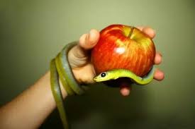 Dec 18, 2020 · although god allows for adam and eve to partake in the fruit of any tree in the garden of eden, he forbids them from eating of the tree of the knowledge of good and evil. Does The Bible Actually State What Fruit The Forbidden Fruit Is Quora
