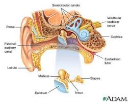 Ent Anatomy Sada Margarethaydon Com