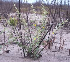 Image result for Grewia herbacea