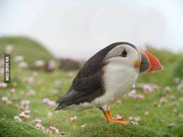 Bird With No Feathers On Neck Puffin With No Neck Google Search Puffins Bird Most Beautiful Birds Colorful Birds