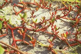 Image result for Sesuvium portulacastrum