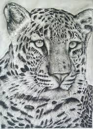 Black And White Cheetah Drawing Pin By Pegasus Wings On Drawing Animal Drawings Leopard Drawing Pencil Drawings Of Animals