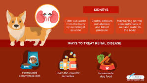 Acute renal failure for example may be brought about by problems affecting the flow of blood to the kidneys (including dehydration, heart failure etc.), problems or diseases of the kidneys (including damage to. Homemade Dog Food For Renal Disease Recipe