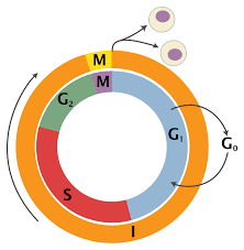 Both cells can be divided into two main parts, the cytoplasm and the plasma membrane. 7 2 Cell Cycle And Cell Division Biology Libretexts
