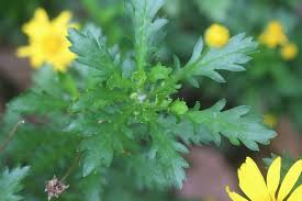Image result for Euryops chrysanthemoides