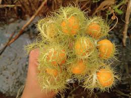 Image result for Passiflora foetida