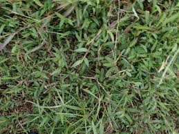 Image result for Acroceras zizanioides