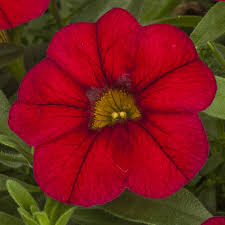 Image result for Callichilia