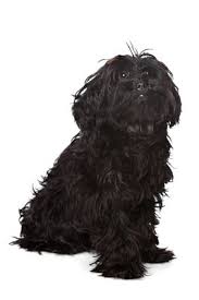 Yorkie Black And Brown Puppy Yorkie Poo Temperament The Bold Beautiful Yorkie Poo Black Yorkie Poo Yorkie