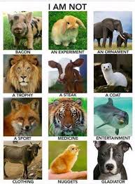Animal Lives Matter Animals Animal Rights Save Animals