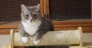 ما هي أضرار تربية القطط في المنازل