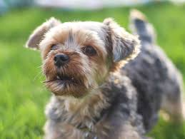 View our wide variety of available puppies for sale at petland carmel, in! Store Bought Puppies May Be Behind Multistate Campylobacter Outbreak Cdc Says The Washington Post